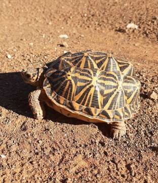 Image of Southern Tent Tortoise