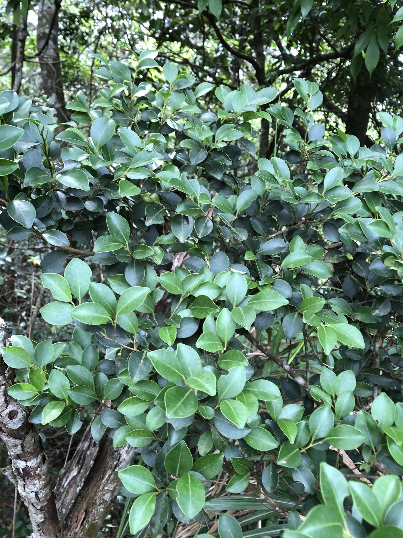 Слика од Ilex goshiensis Hayata