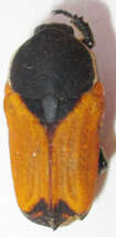 Image of <i>Phonotaenia <i>balteata</i></i> balteata