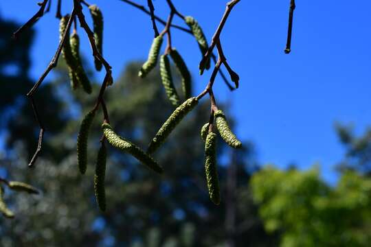 Imagem de Alnus acuminata subsp. arguta (Schltdl.) Furlow