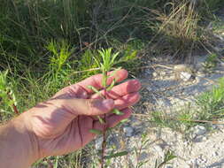 Image of narrowleaf gumweed