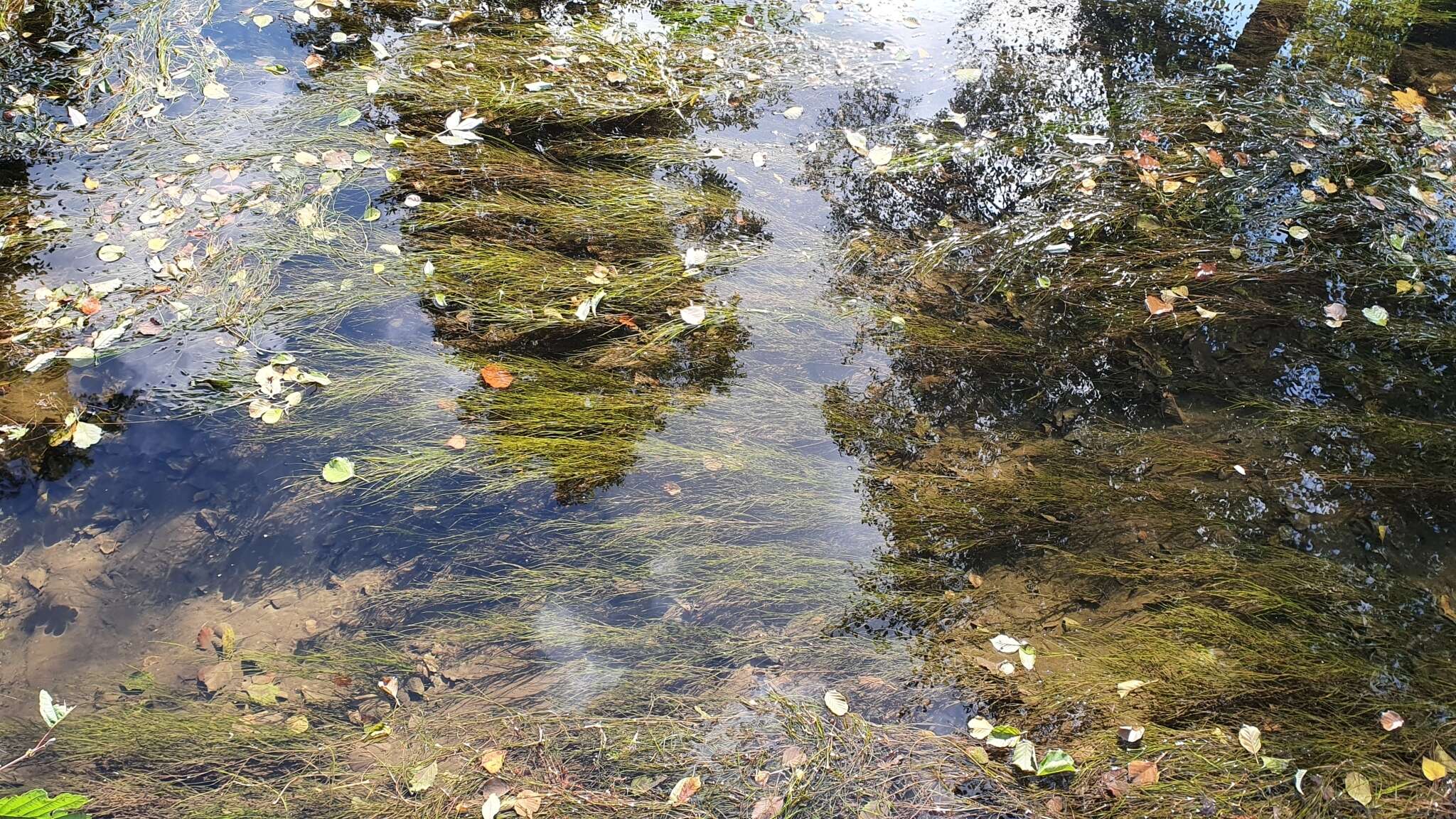 Image of River Water-crowfoot