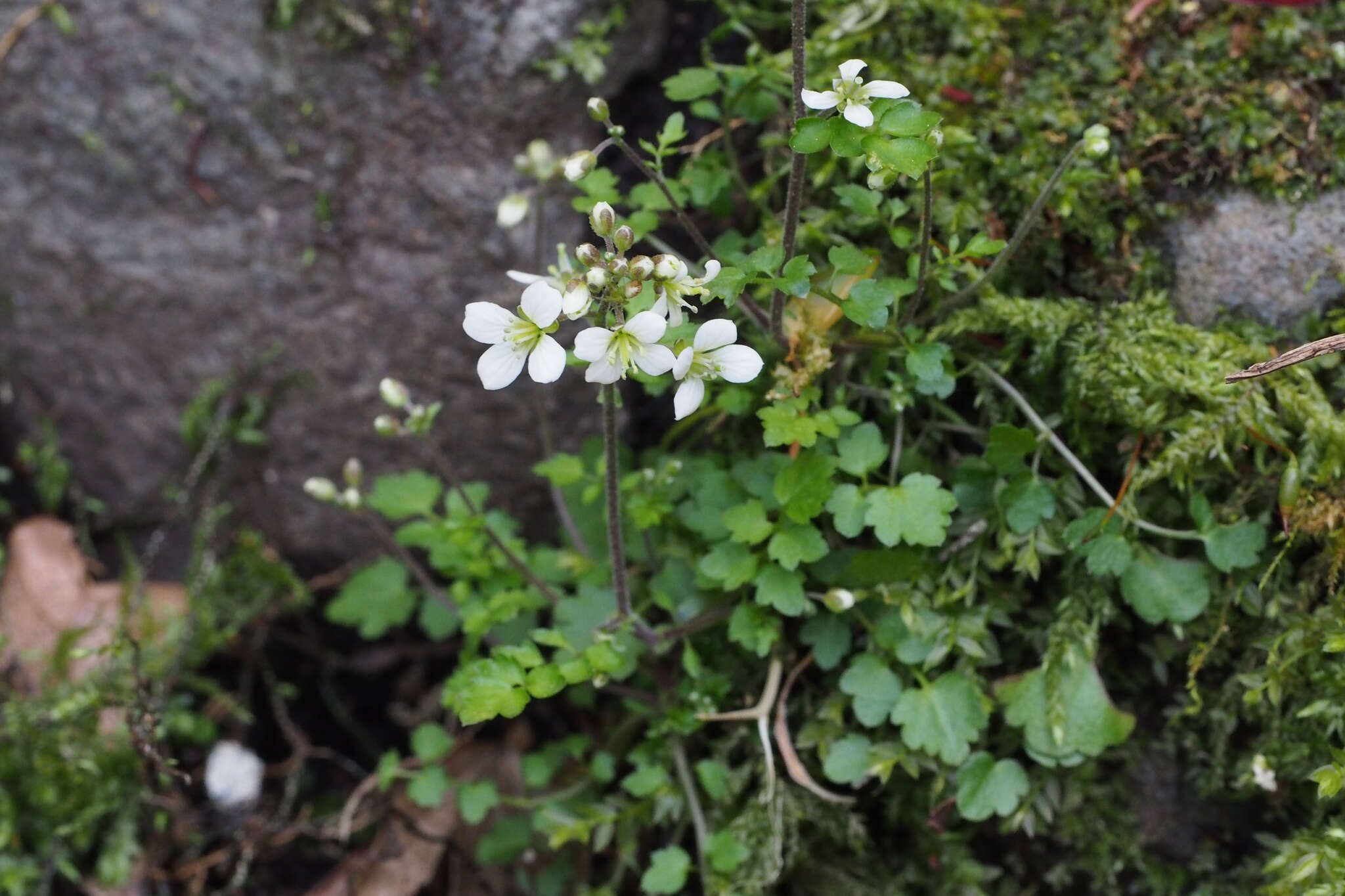 Plancia ëd Cardamine tanakae Franch. & Sav.