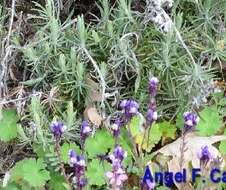 Plancia ëd Linaria amethystea (Vent.) Hoffmgg. & Link