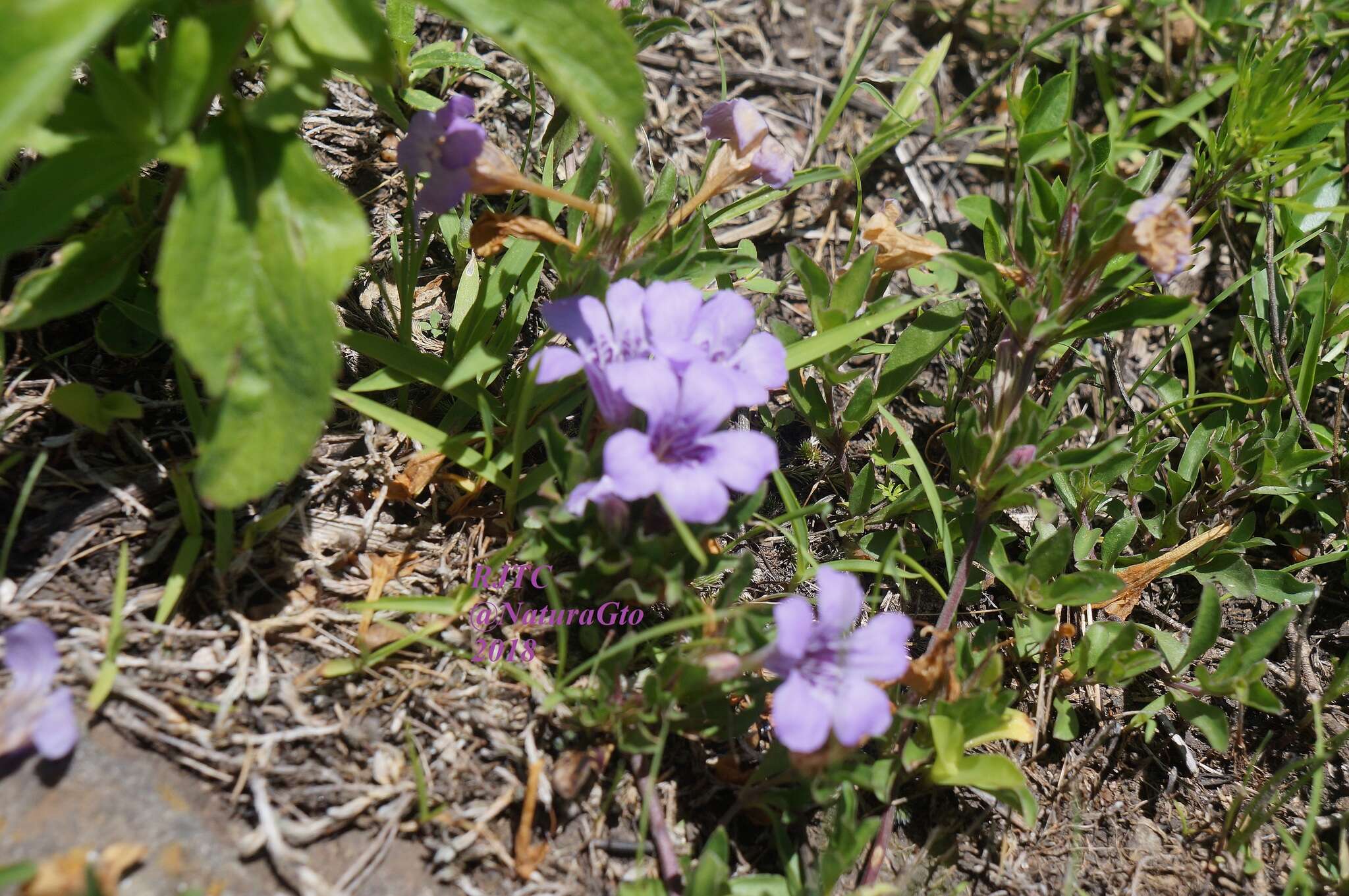 صورة Dyschoriste linearis var. schiedeana (Nees) B. L. Turner