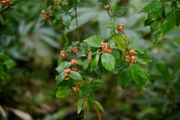 Image of Euonymus tashiroi Maxim.