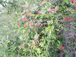 Image de Lonicera sempervirens L.