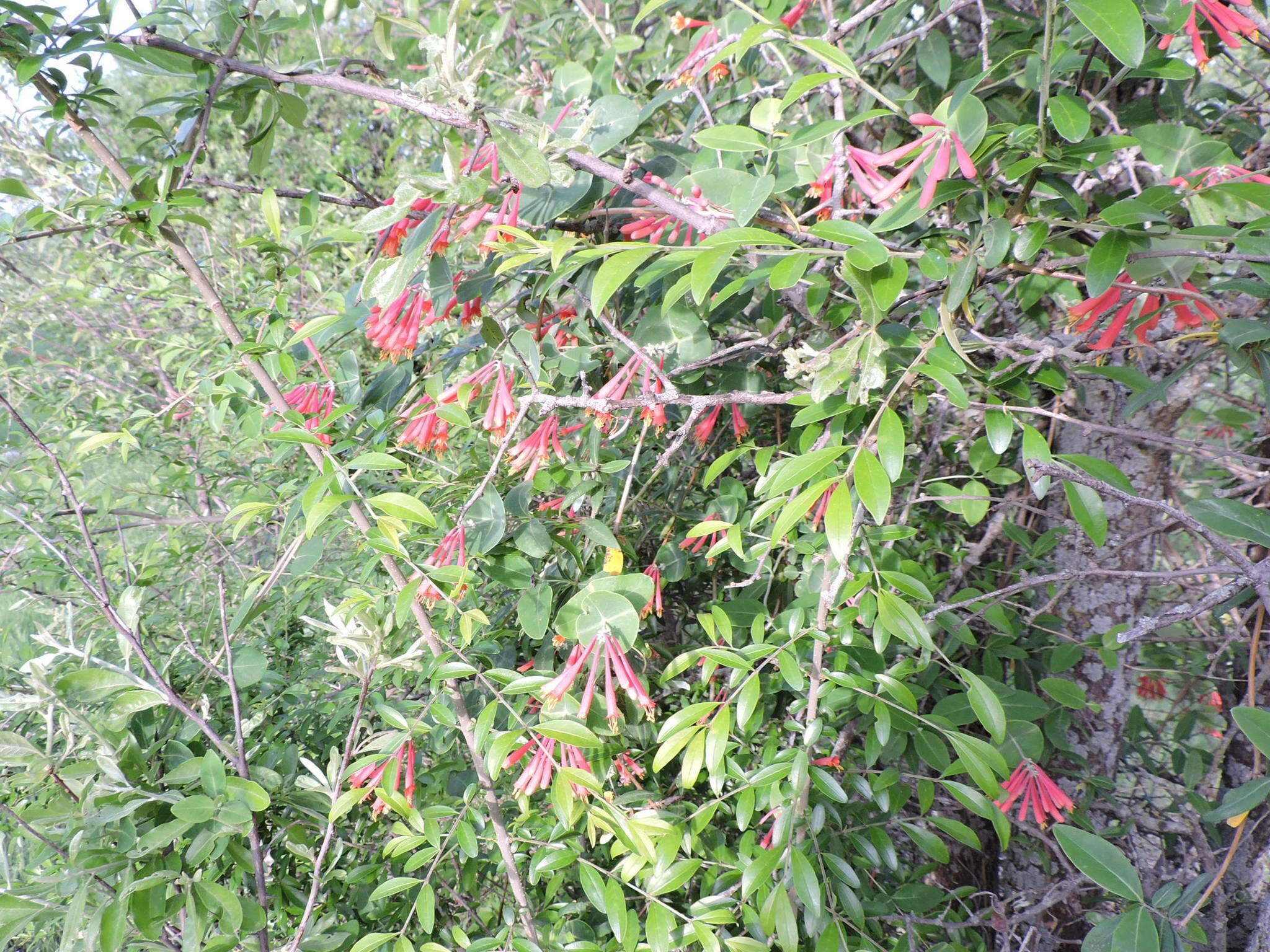 Sivun Lonicera sempervirens L. kuva