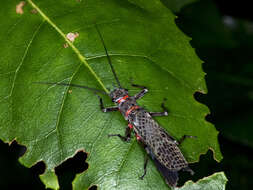 Image of Eusthenia venosa (Tillyard 1921)