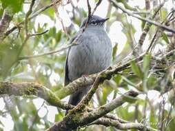 Image of Slate-colored Solitaire