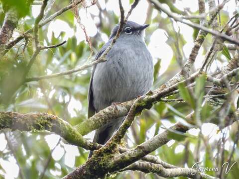 Imagem de Myadestes unicolor Sclater & PL 1857