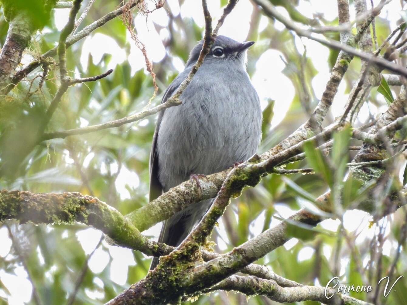 Image of Slate-colored Solitaire