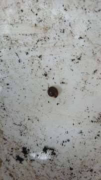 Image of girdled snail