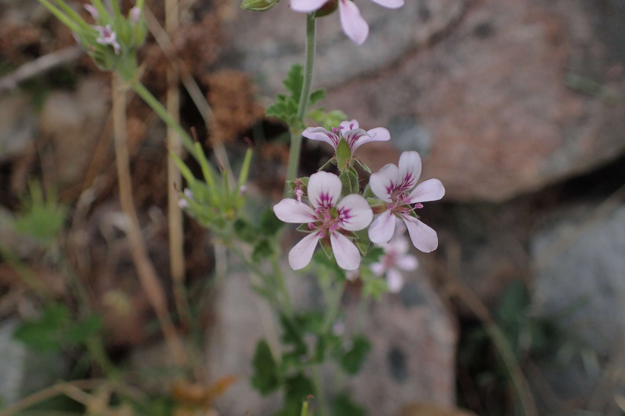 Слика од Pelargonium australe (Poir.) Jacq.