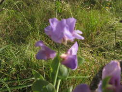 Imagem de Lathyrus nervosus Lam.