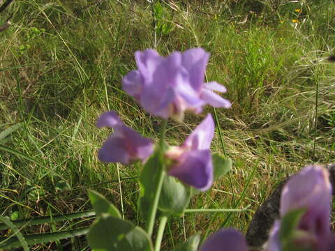 صورة Lathyrus nervosus Lam.