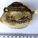 Image of Black-spotted boxfish