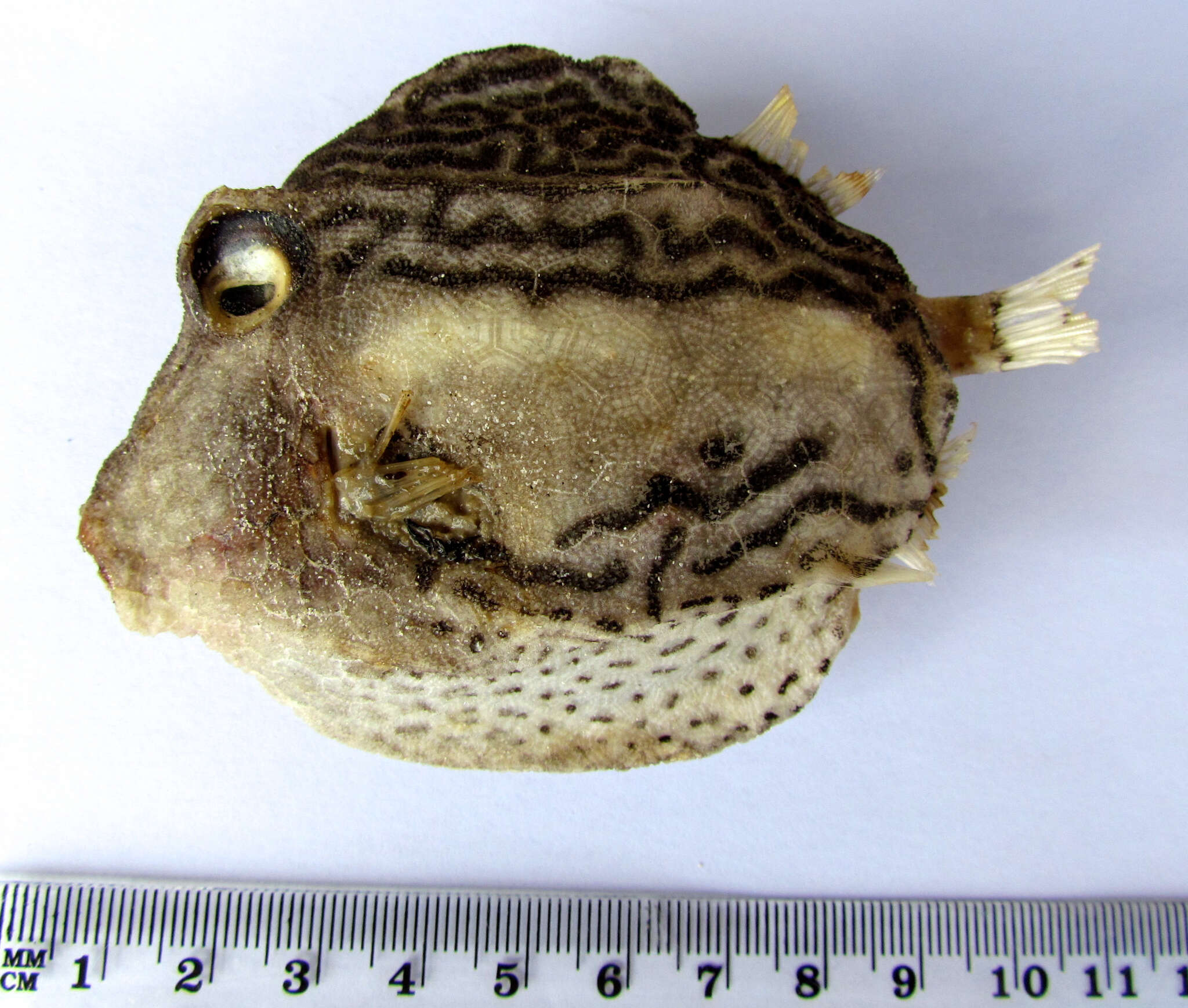 Image of Black-spotted boxfish