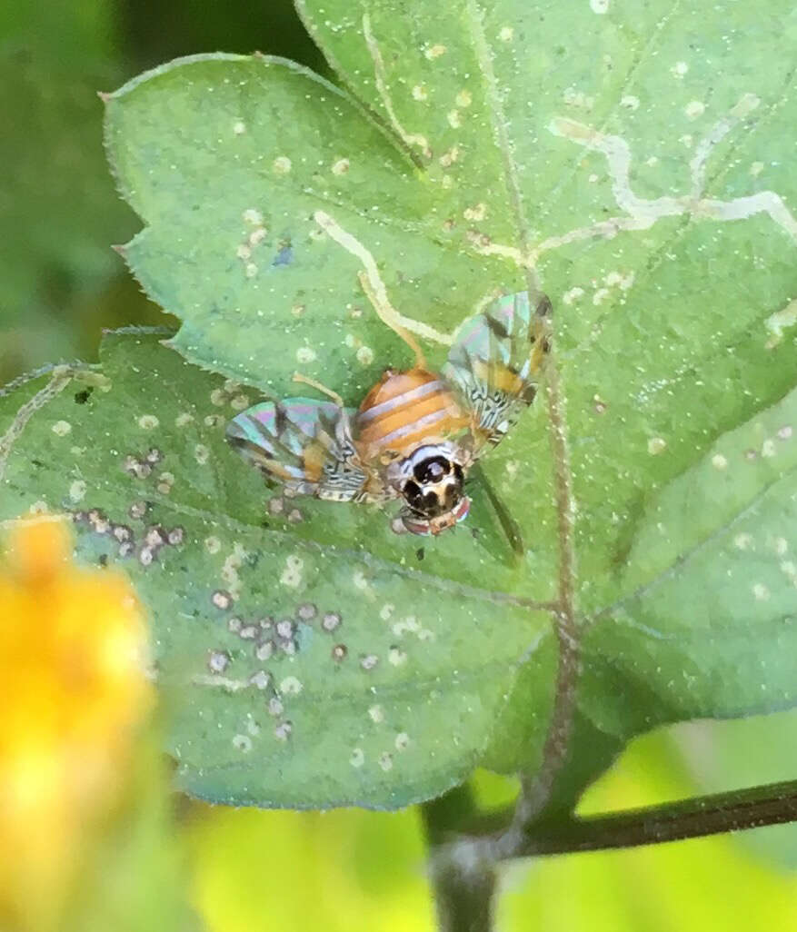 Image of Mediterranean fruit fly