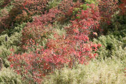 Image of Sorbus randaiensis (Hayata) Koidz.