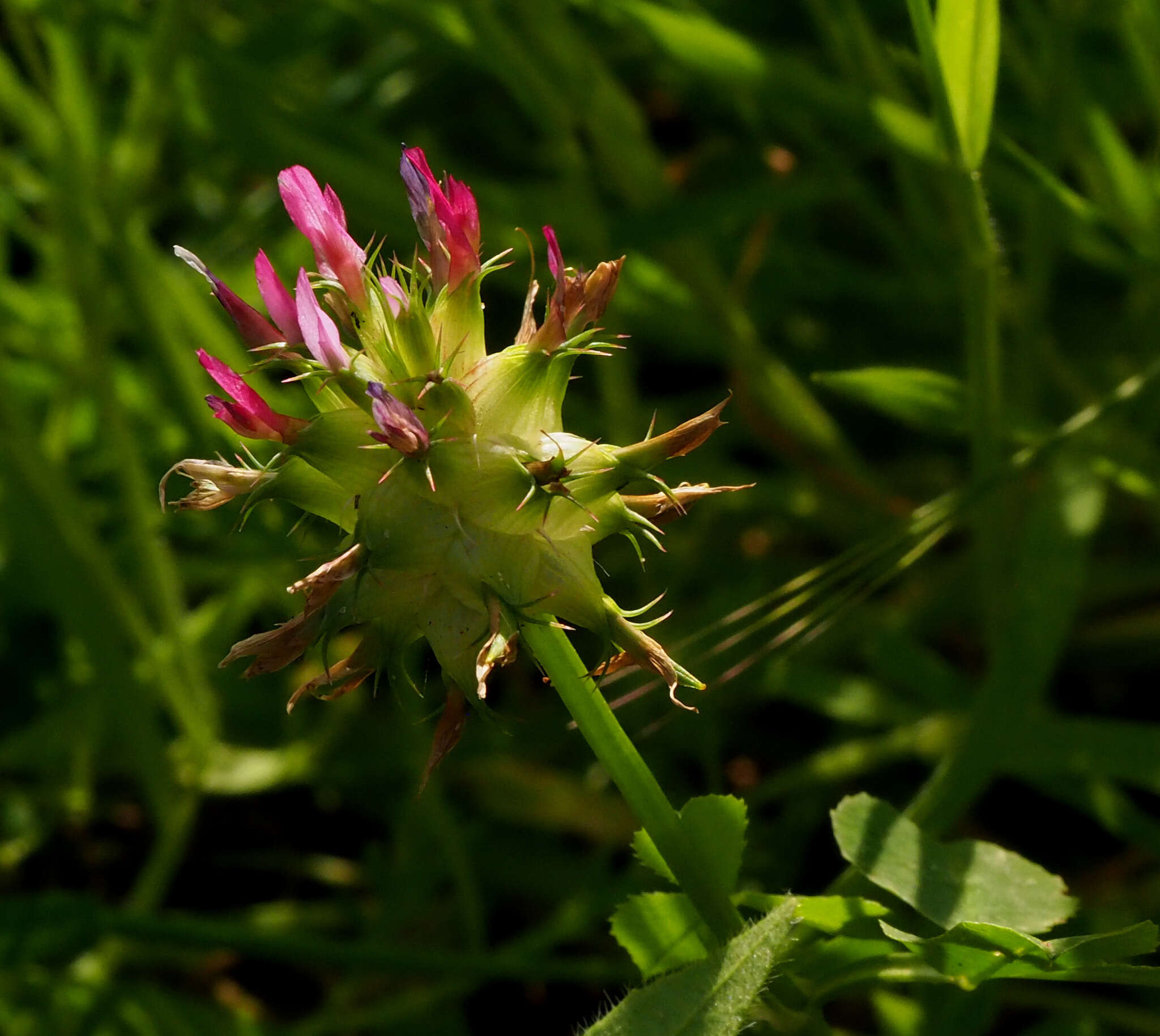 Imagem de Trifolium spumosum L.