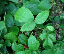 Image of Rubus angloserpens E. S. Edees & A. Newton