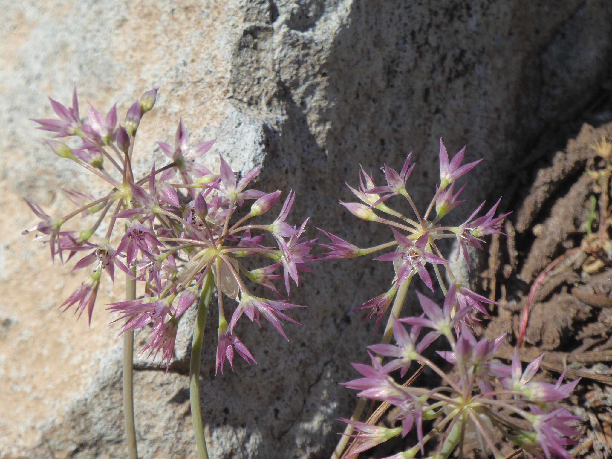 Image of dusky onion