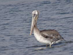Image of pelicans