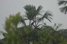 Image of Red-billed Toucan