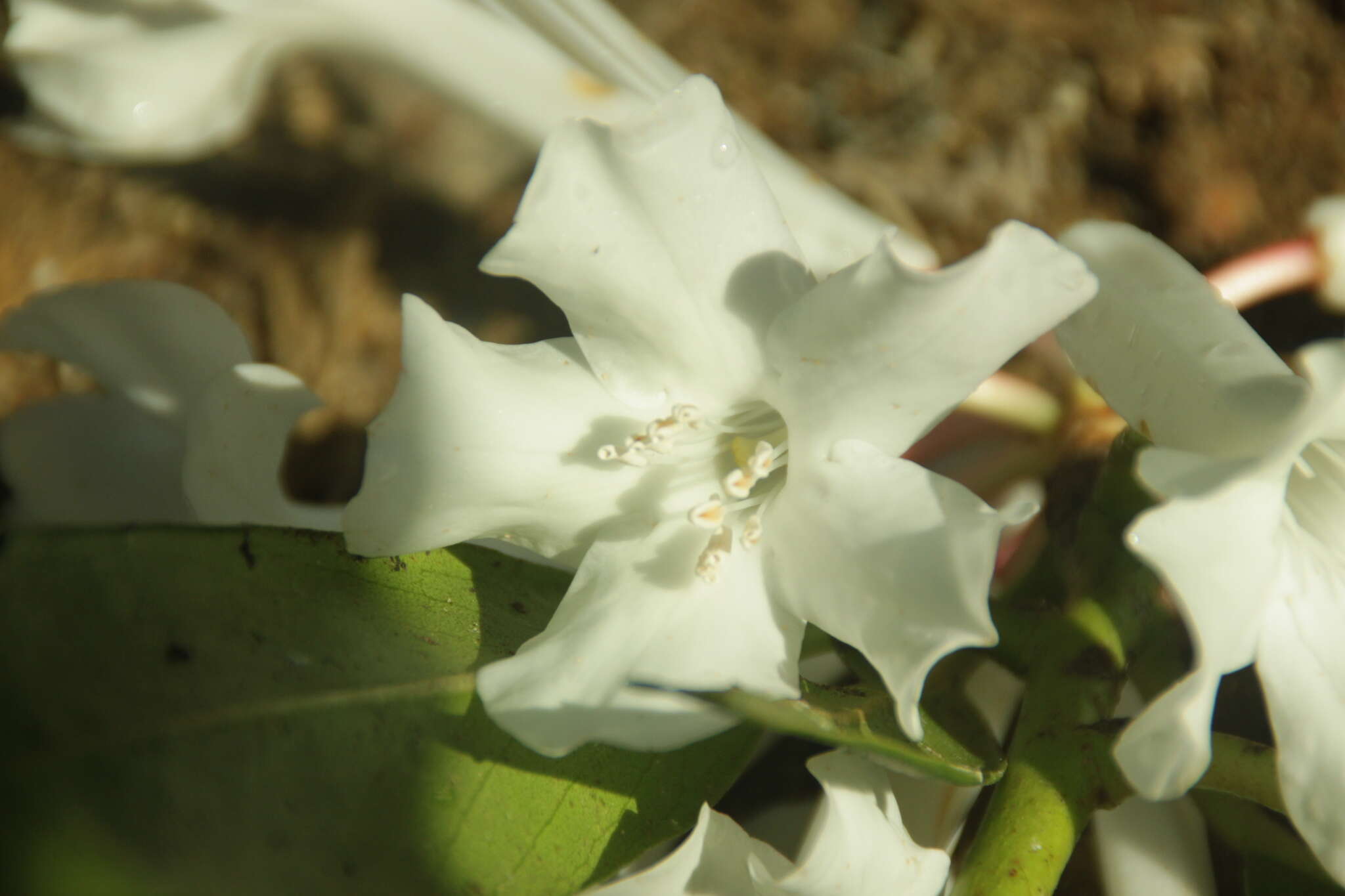 صورة Rhododendron rhodopus Sleum.