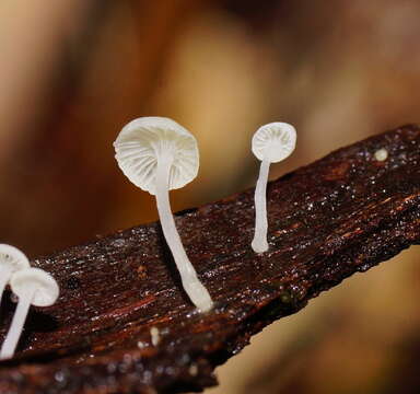 Image of Hemimycena lactea (Pers.) Singer 1938