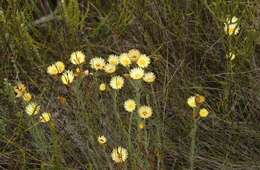 Image of Monkey-tail everlasting