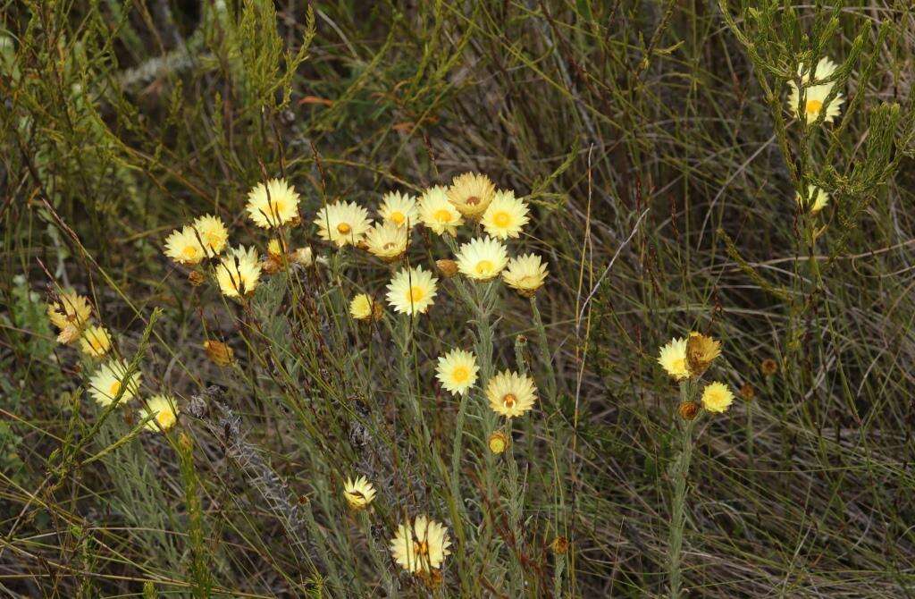 Image of Monkey-tail everlasting