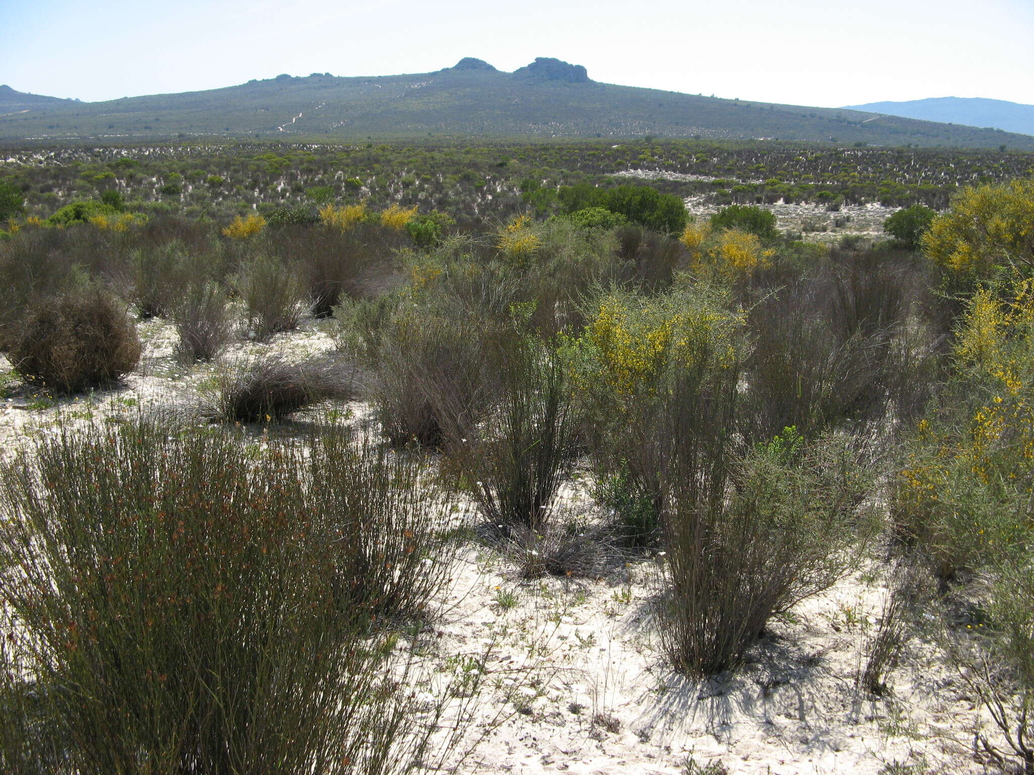 Image of Aspalathus spinescens subsp. lepida (E. Mey.) R. Dahlgren