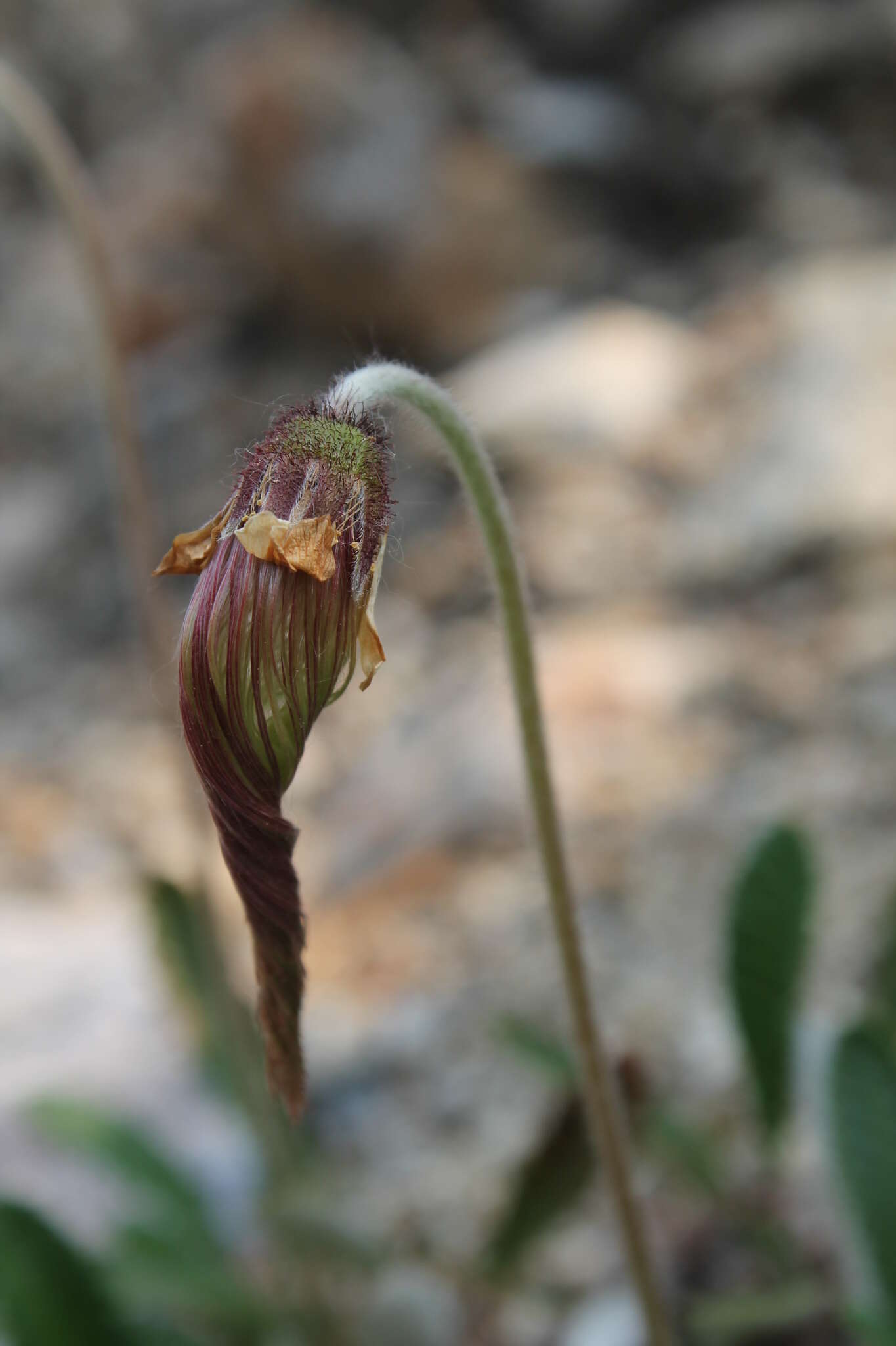 Image of eightpetal mountain-avens