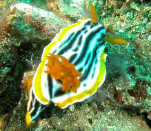 Image de Chromodoris magnifica (Quoy & Gaimard 1832)