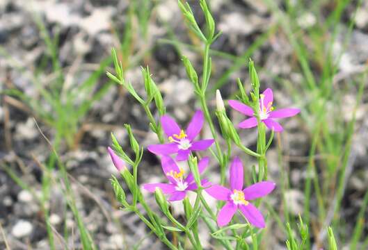 Image of Lady Bird's centaury