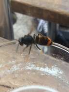 Image of Asian hornet