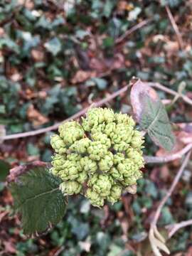 Plancia ëd Viburnum rhytidophyllum Hemsl. ex Forb. & Hemsl.