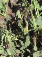 Image de Aristolochia wrightii Seem.