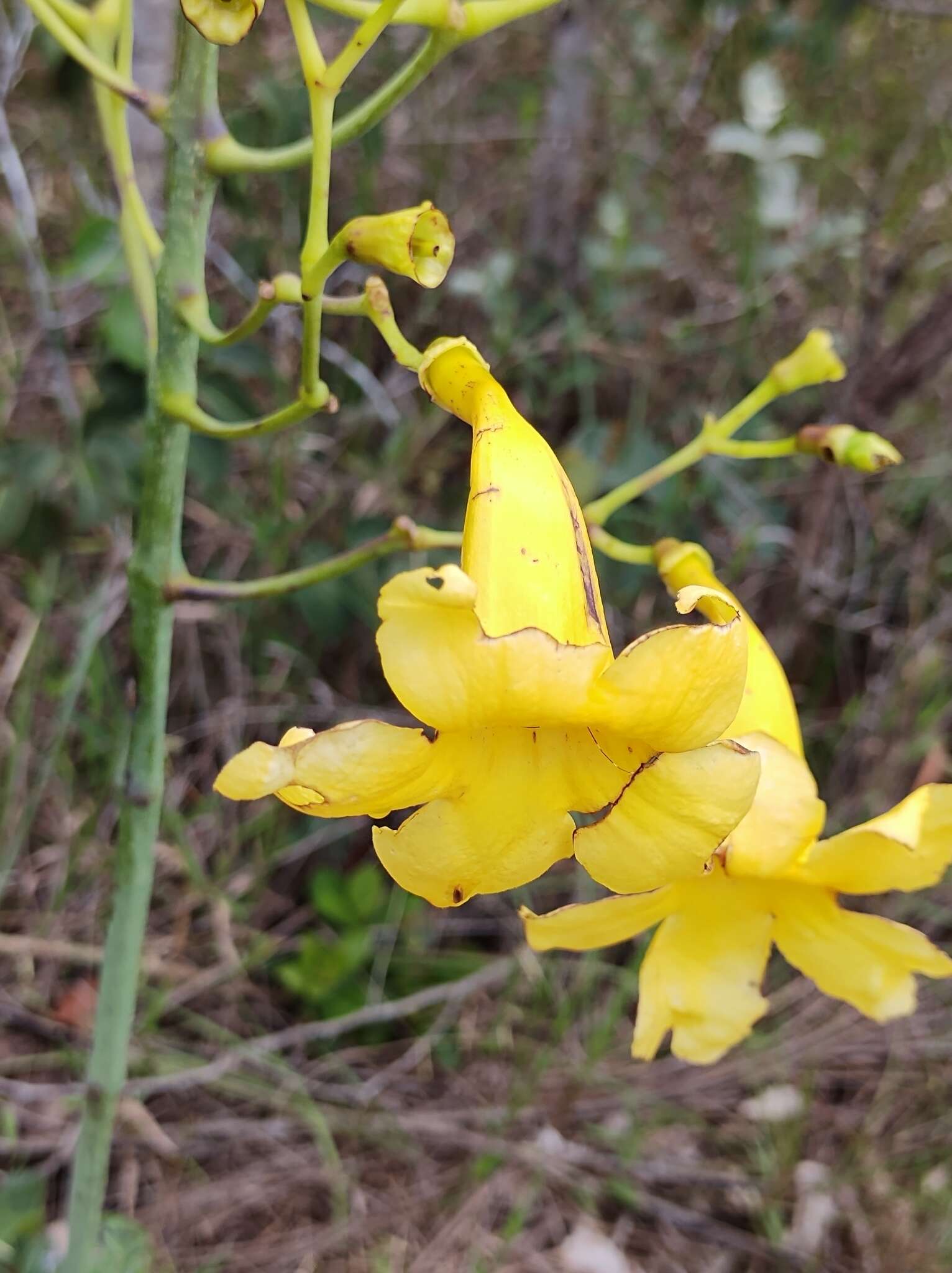 Imagem de Adenocalymma pedunculatum (Vell.) L. G. Lohmann