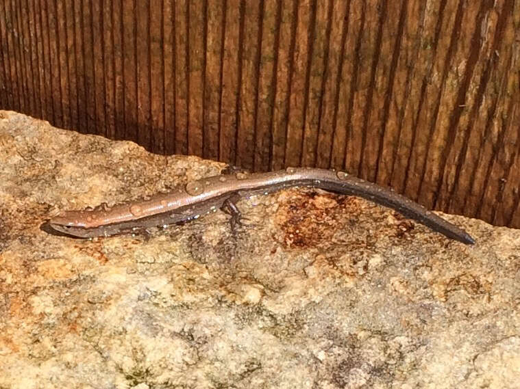 Image of Ground Skink