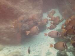 Image of Head-band Surgeonfish