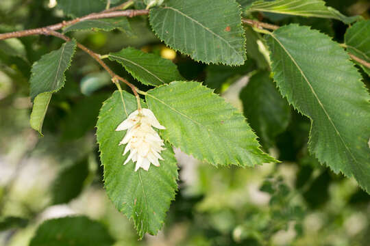 Image de Charme-houblon