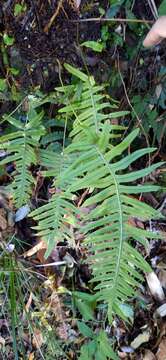 Image de Polypodiodes amoena (Wall. ex Mett) Ching