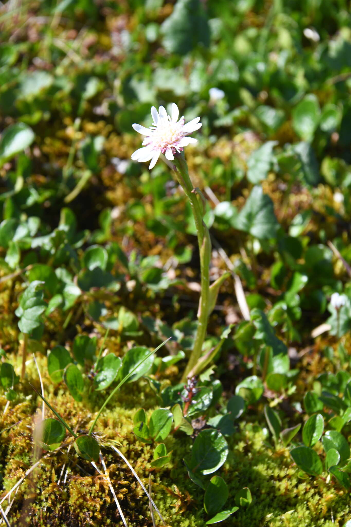 Endocellion glaciale (Ledeb.) Kuprian. resmi