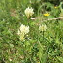 صورة Trifolium canescens Willd.