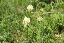 Image de Trifolium canescens Willd.