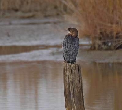 Image of Pygmy Cormorant