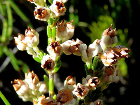 Image of Erica pseudocalycina Compton